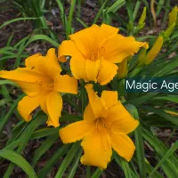 Magic Age thumbnail