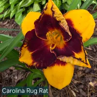 Carolina Rug Rat catalog image
