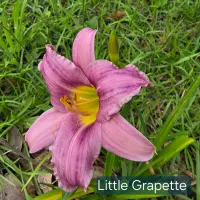 Little Grapette thumbnail