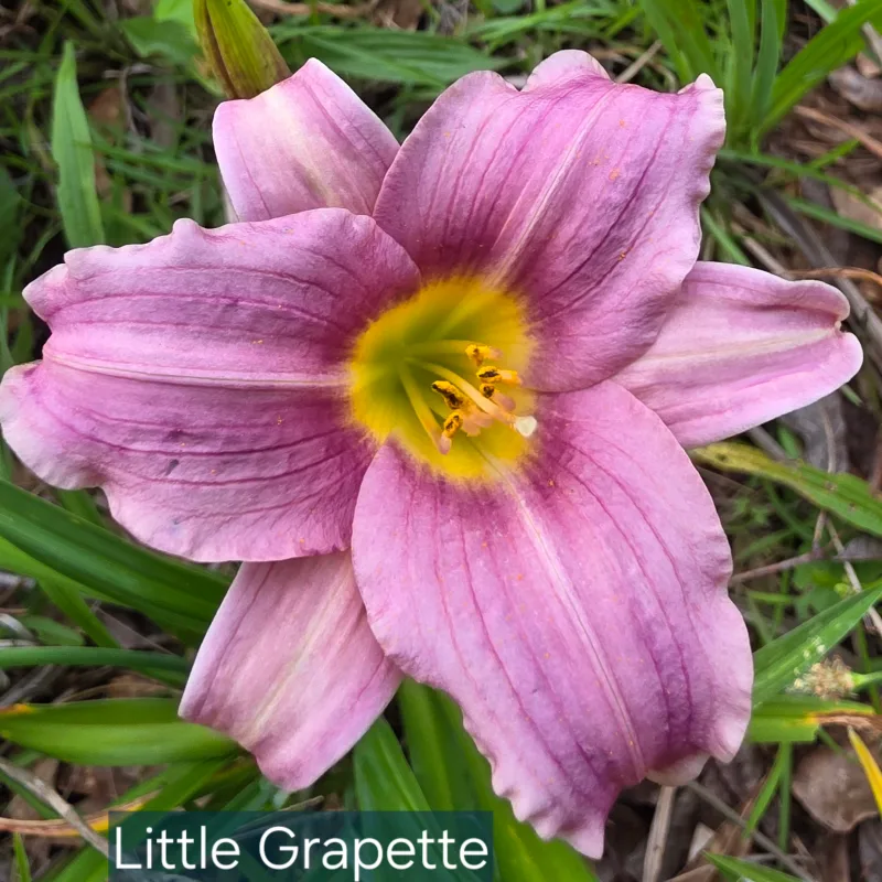 Little Grapette from PlantFancyGardens, LLC