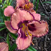 Awesome Blossom thumbnail