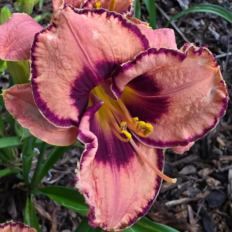 Awesome Blossom from PlantFancyGardens, LLC