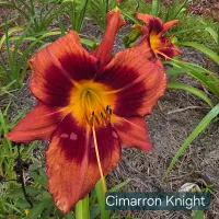 Cimarron Knight thumbnail