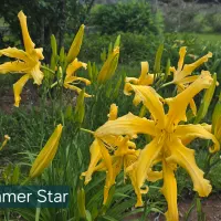 Summer Star thumbnail