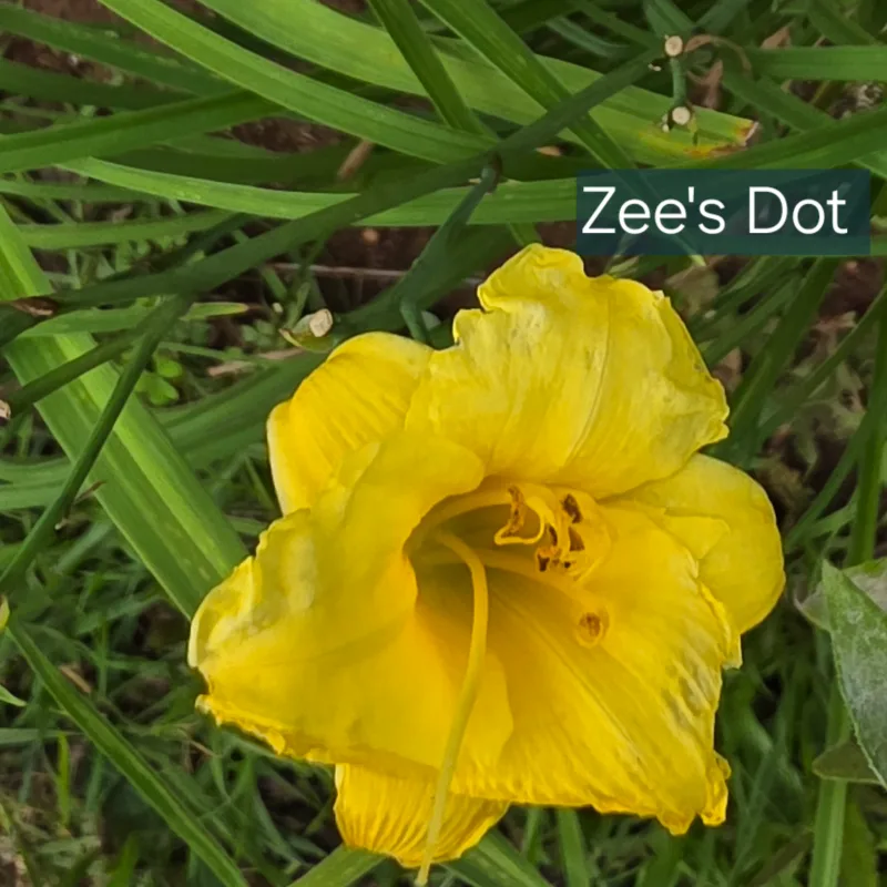 Zee's Dot