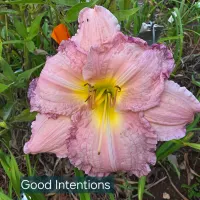 Good Intentions thumbnail