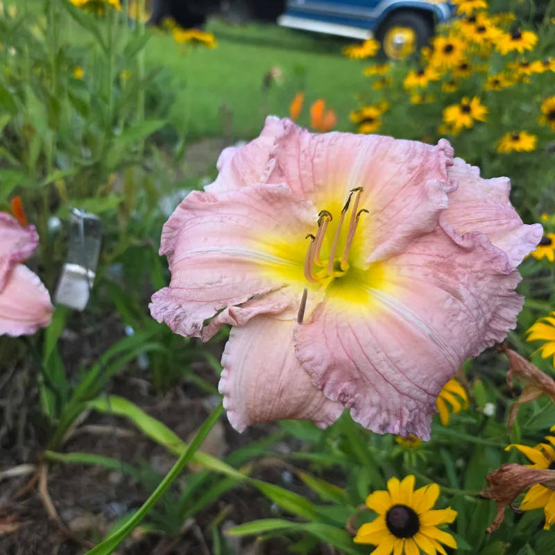 Good Intentions from PlantFancyGardens, LLC