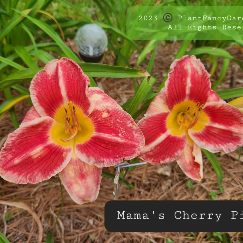Mama's Cherry Pie daylily bloom