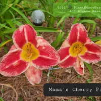 Mama's Cherry Pie catalog image