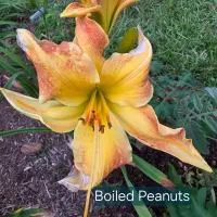 Boiled Peanuts catalog image