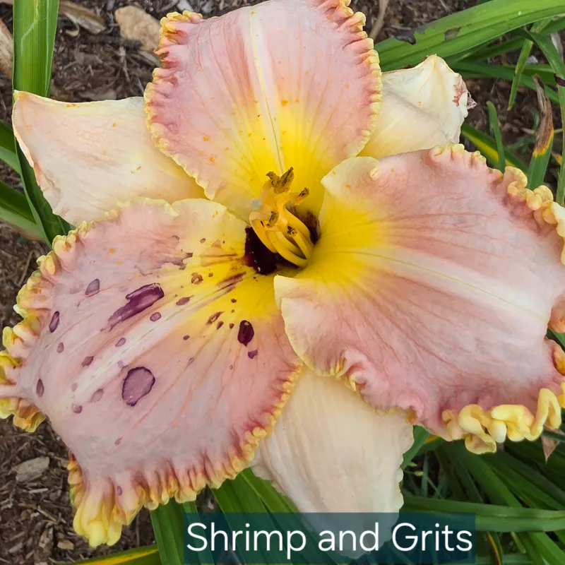 Shrimp and Grits from PlantFancyGardens, LLC