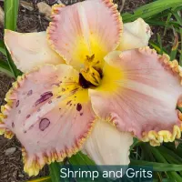 Shrimp and Grits thumbnail