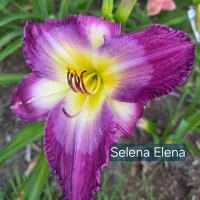 Selena Elena catalog image