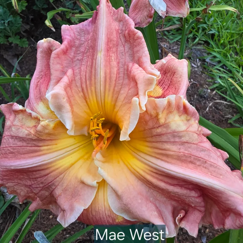 Mae West from PlantFancyGardens, LLC