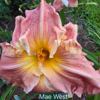 Mae West catalog image