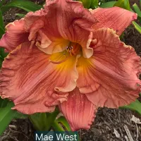 Mae West catalog image