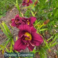 Double Grapette thumbnail