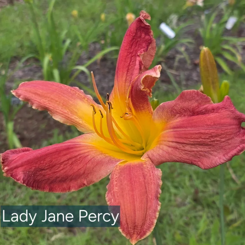 Lady Jane Pearcy daylily bloom
