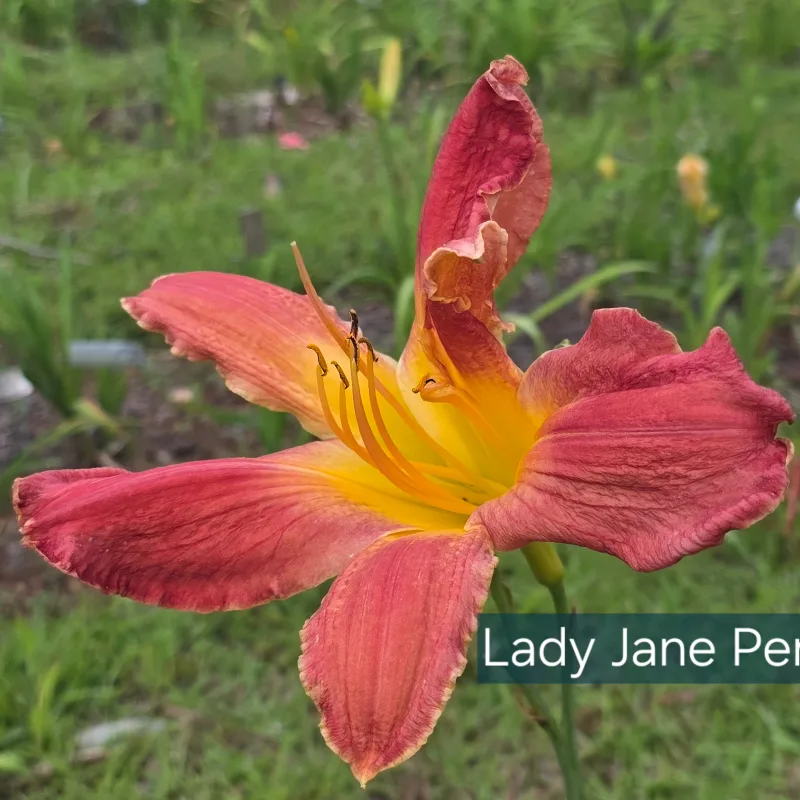 Lady Jane Pearcy from PlantFancyGardens, LLC