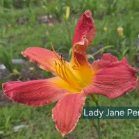 Lady Jane Pearcy thumbnail