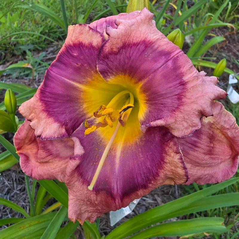 Imbroglio from PlantFancyGardens, LLC
