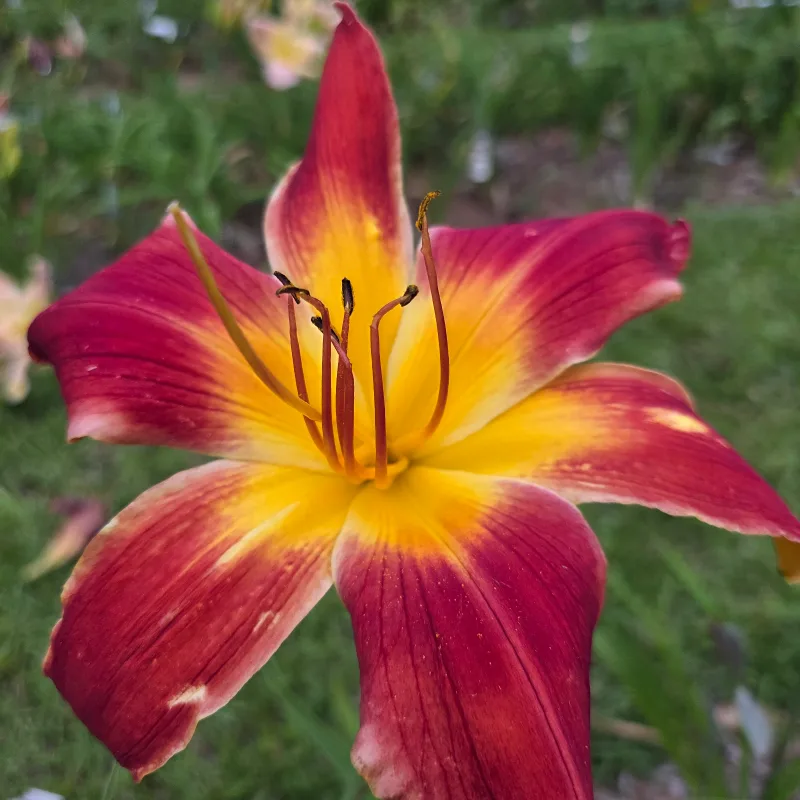 All American Chief from PlantFancyGardens, LLC