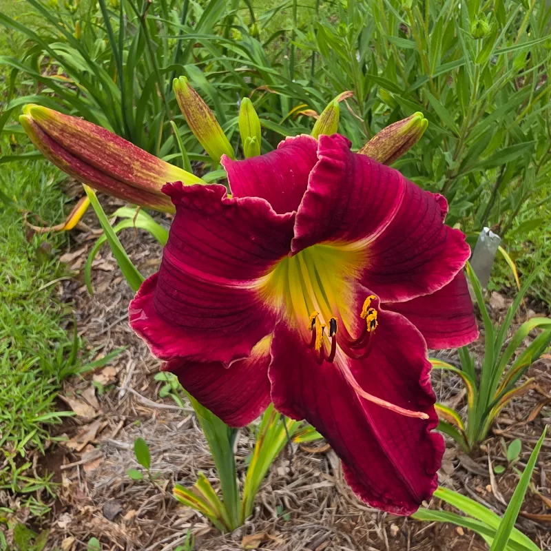 Forsyth Vivacious from PlantFancyGardens, LLC
