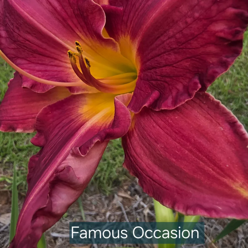 Famous Occasion from PlantFancyGardens, LLC