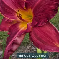 Famous Occasion thumbnail