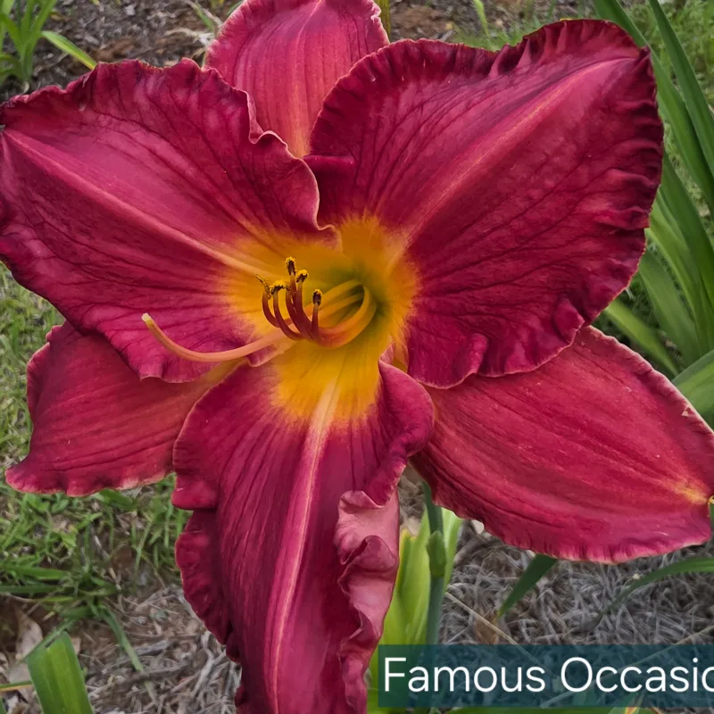 Famous Occasion from PlantFancyGardens, LLC