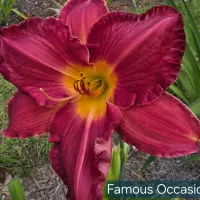 Famous Occasion thumbnail