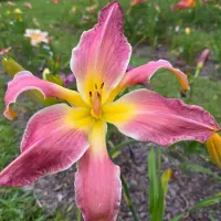 Webster's Pink Wonder thumbnail