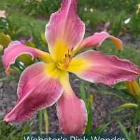 Webster's Pink Wonder thumbnail