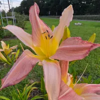 Webster's Pink Wonder thumbnail