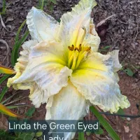 Linda the Green Eyed Lady catalog image