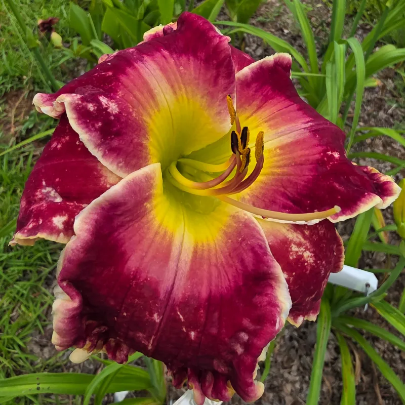 The Ultimate Sacrifice from PlantFancyGardens, LLC