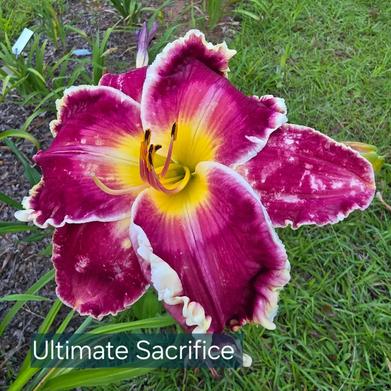 The Ultimate Sacrifice from PlantFancyGardens, LLC