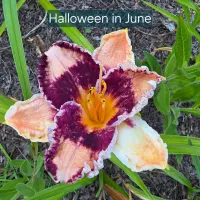 Halloween in June thumbnail