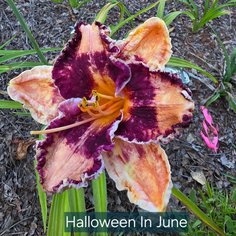 Halloween in June from PlantFancyGardens, LLC