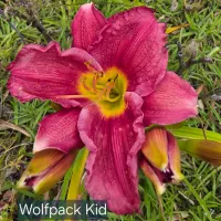 Wolfpack Kid catalog image