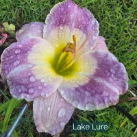 Lake Lure catalog image