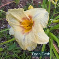 Dash Dash thumbnail
