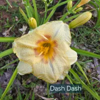 Dash Dash thumbnail