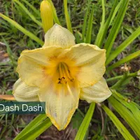 Dash Dash thumbnail