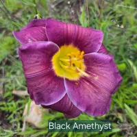 Black Amethyst thumbnail