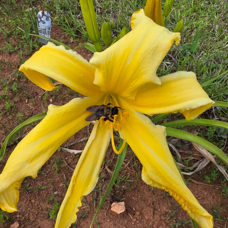 Buddy's Yellow Bird