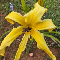 Buddy's Yellow Bird thumbnail