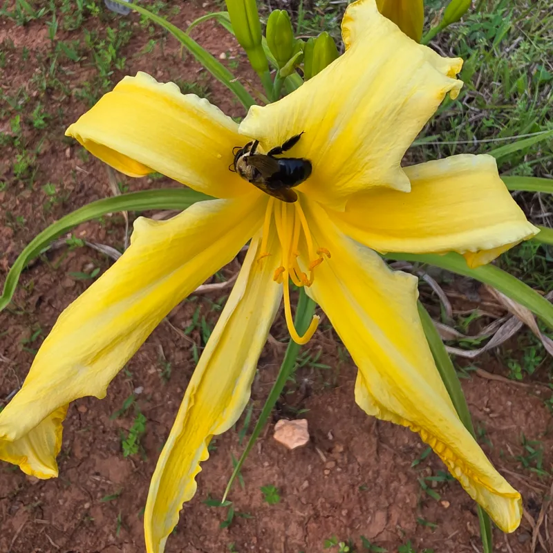 Buddy's Yellow Bird from PlantFancyGardens, LLC