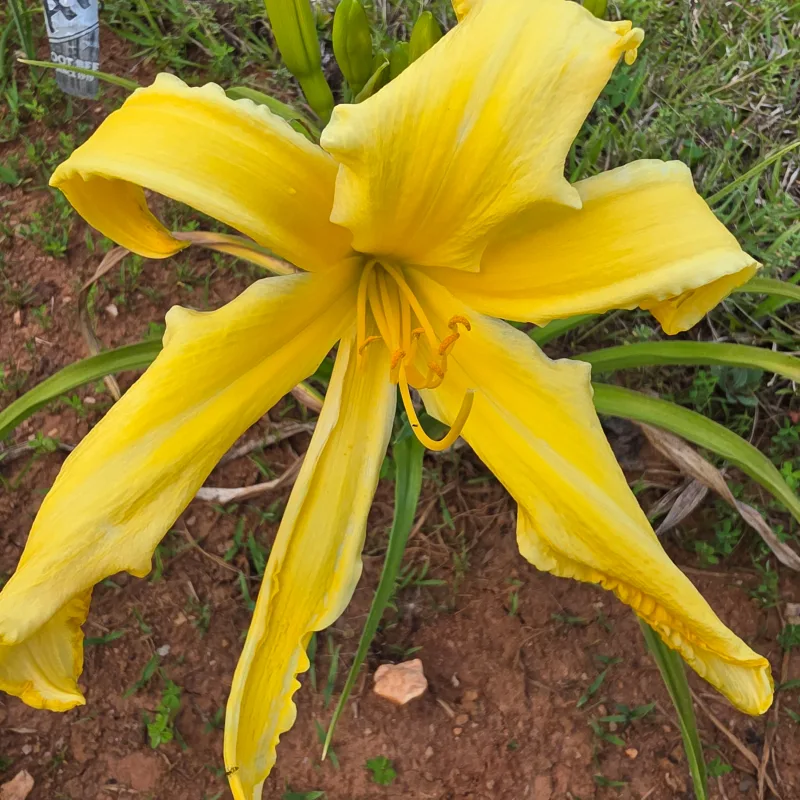 Buddy's Yellow Bird from PlantFancyGardens, LLC