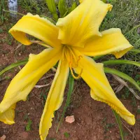 Buddy's Yellow Bird thumbnail